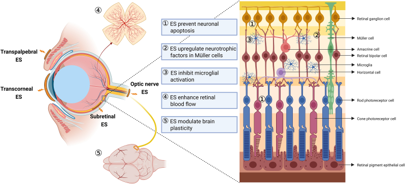 Mechanisms of electrical stimulation in eye diseases: A narrative review