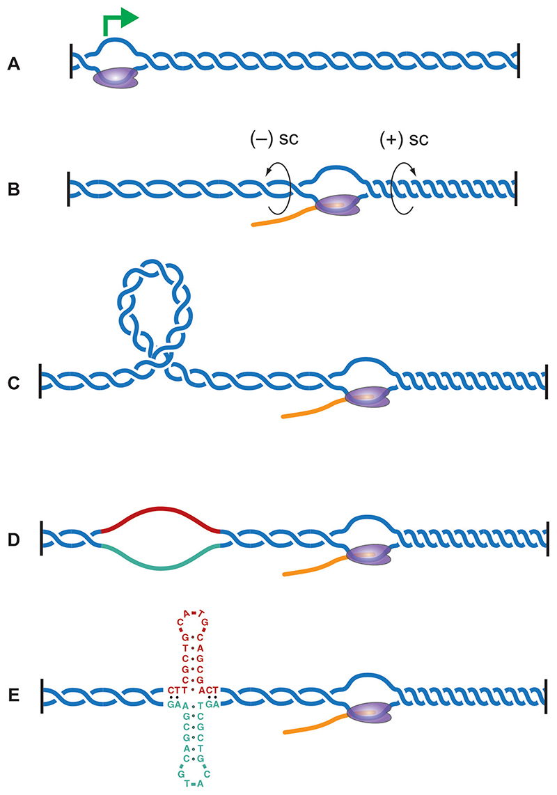 Creation and resolution of non-B-DNA structural impediments during replication.