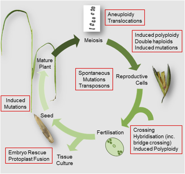 Natural and artificial sources of genetic variation used in crop breeding: A baseline comparator for genome editing.