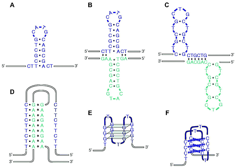 Creation and resolution of non-B-DNA structural impediments during replication.