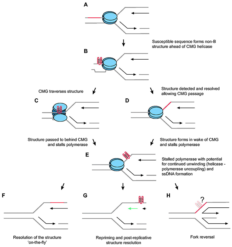 Creation and resolution of non-B-DNA structural impediments during replication.