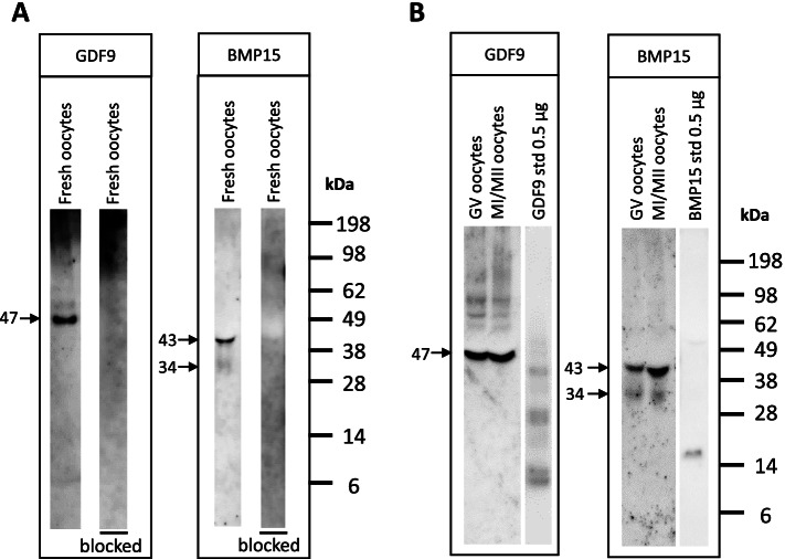 Concentrations of oocyte secreted GDF9 and BMP15 decrease with MII transition during human IVM.