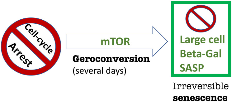 As expected, based on rapamycin-like p53-mediated gerosuppression, mTOR inhibition acts as a checkpoint in p53-mediated tumor suppression.