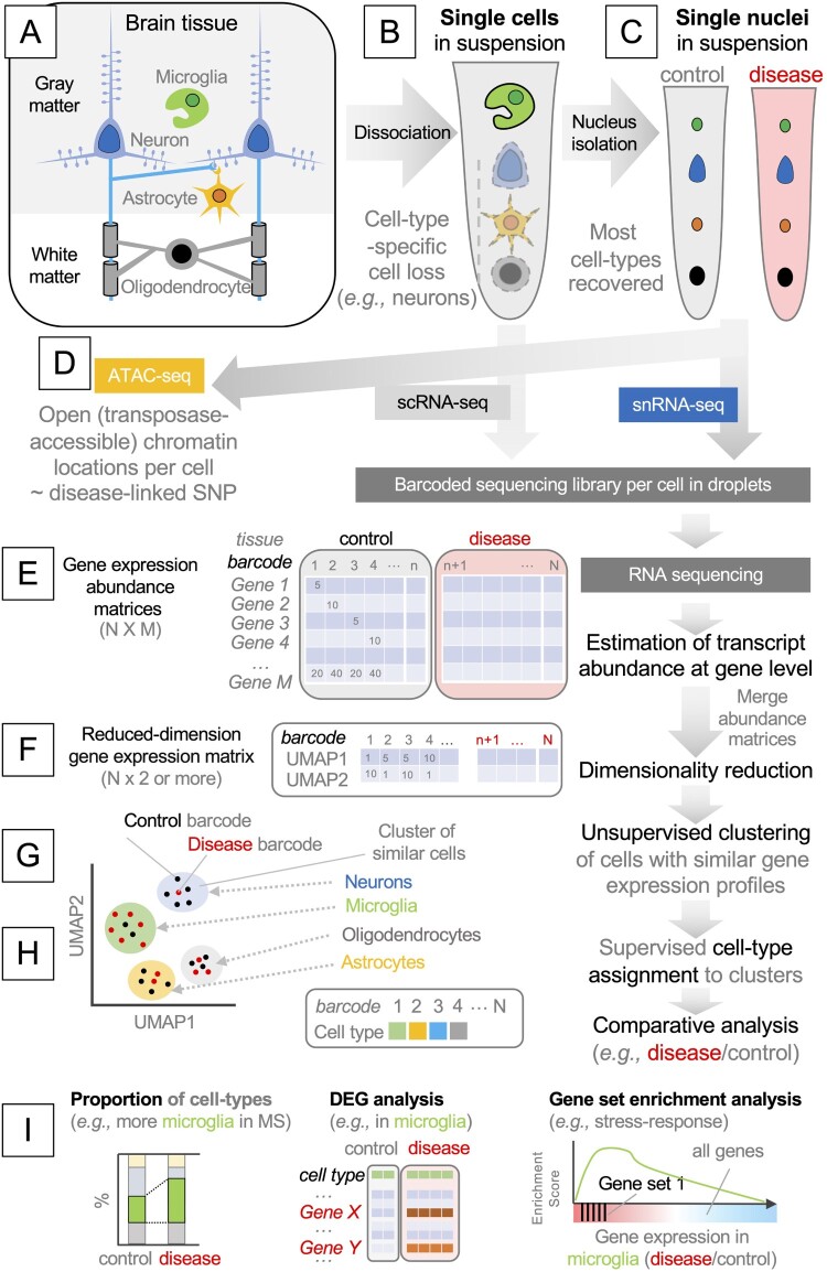 Neuro-immune interactions at single-cell resolution in neurodevelopmental, infectious, and neurodegenerative diseases.