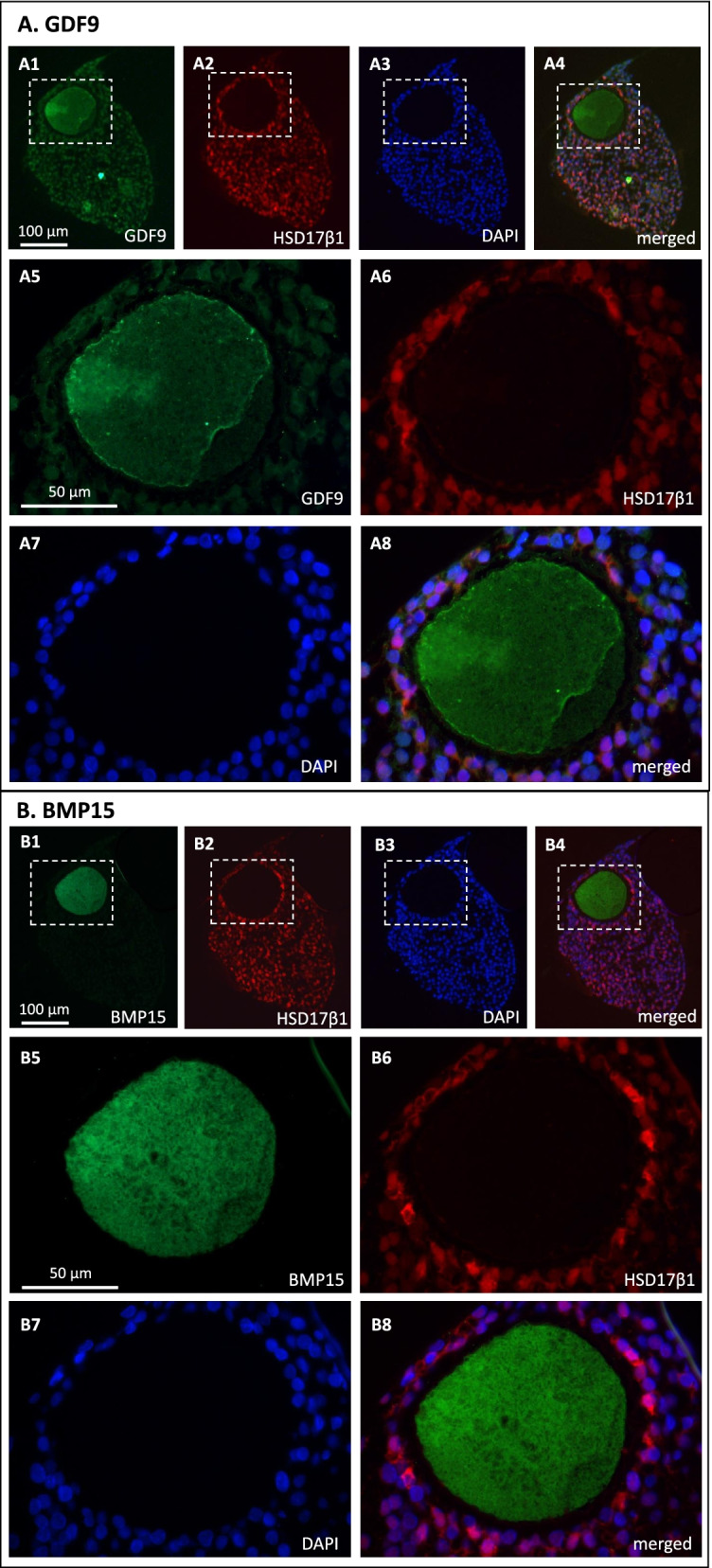 Concentrations of oocyte secreted GDF9 and BMP15 decrease with MII transition during human IVM.