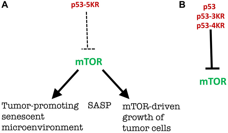 As expected, based on rapamycin-like p53-mediated gerosuppression, mTOR inhibition acts as a checkpoint in p53-mediated tumor suppression.