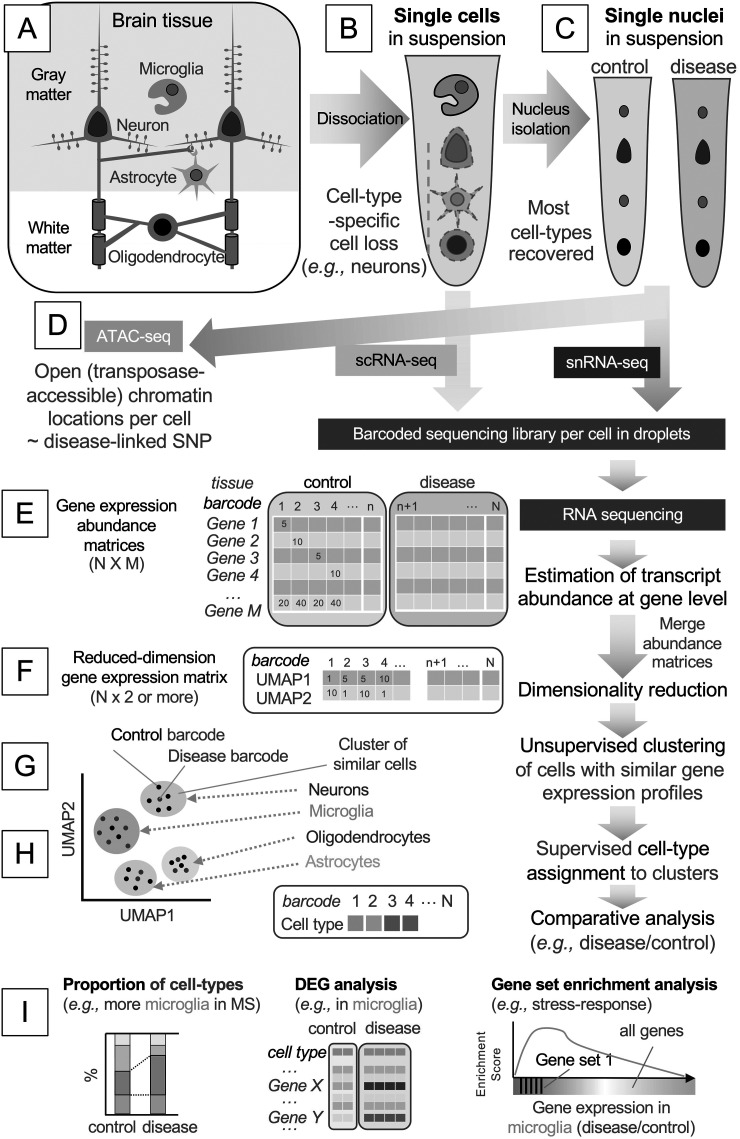 Neuro-immune interactions at single-cell resolution in neurodevelopmental, infectious, and neurodegenerative diseases.