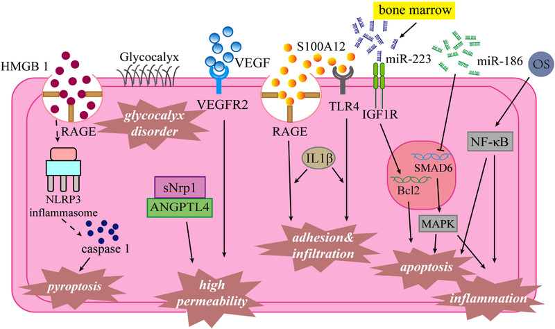 Advances in understanding Kawasaki disease-related immuno-inflammatory response and vascular endothelial dysfunction.