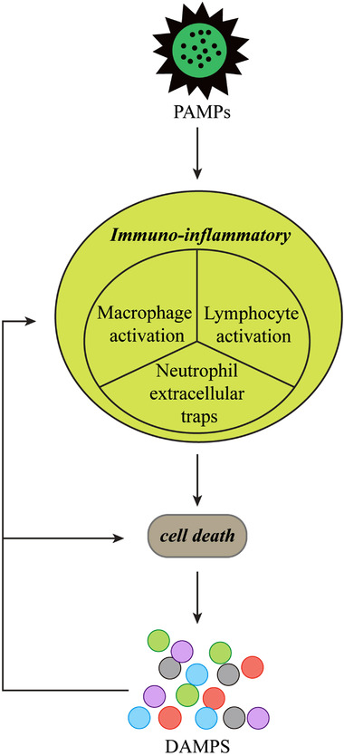 Advances in understanding Kawasaki disease-related immuno-inflammatory response and vascular endothelial dysfunction.