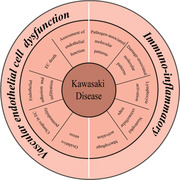 Advances in understanding Kawasaki disease-related immuno-inflammatory response and vascular endothelial dysfunction.