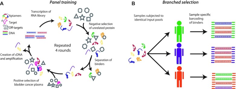 Differential RNA aptamer affinity profiling on plasma as a potential diagnostic tool for bladder cancer.