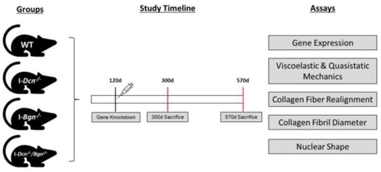 Decorin knockdown is beneficial for aged tendons in the presence of biglycan expression