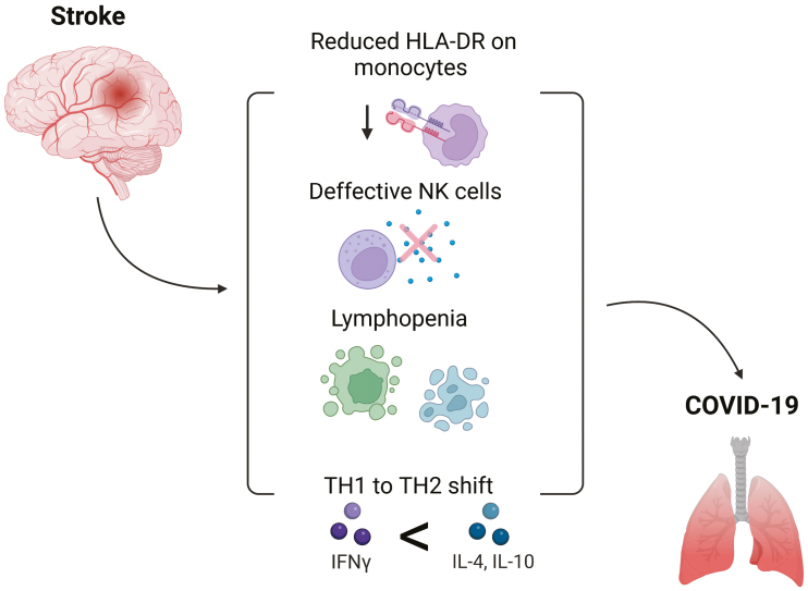 Stroke-induced changes to immune function and their relevance to increased risk of severe COVID-19 disease.