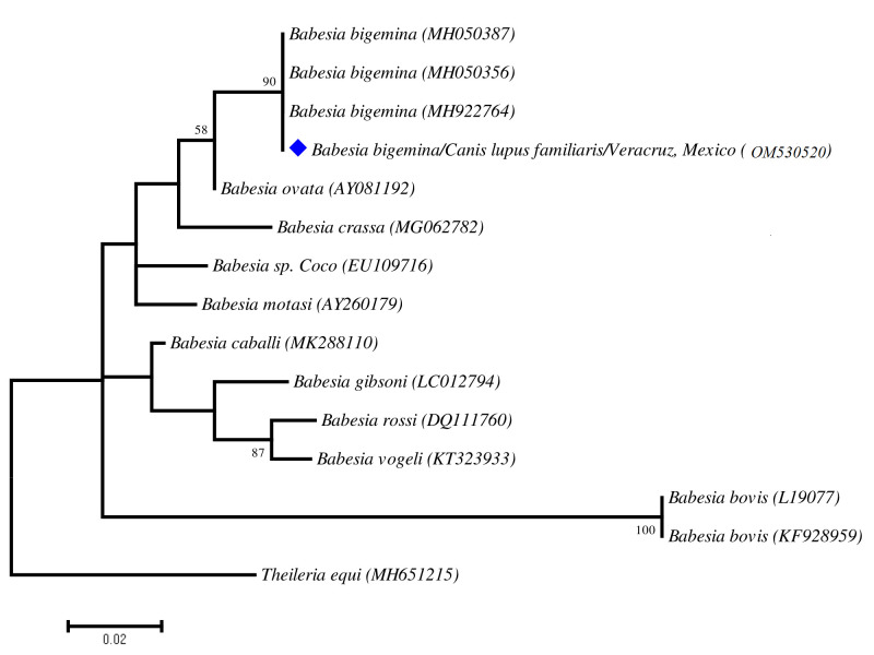 An atypical case of Babesia bigemina parasitising a dog from a rural area of eastern Mexico.