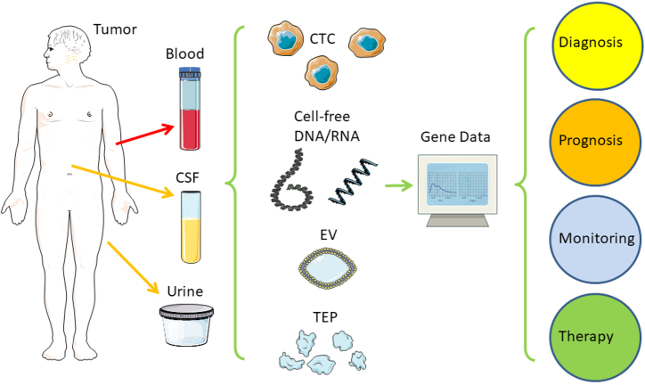 Cell-free DNA as a biomarker in cancer.