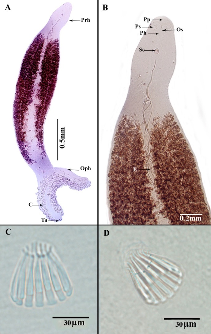 Morphomolecular identification and considerations of the infestation site adaptations of Pricea multae (Thoracocotylidae: Priceinae) from Scomberomorus commerson, off Arabian Gulf, Saudi Arabia.