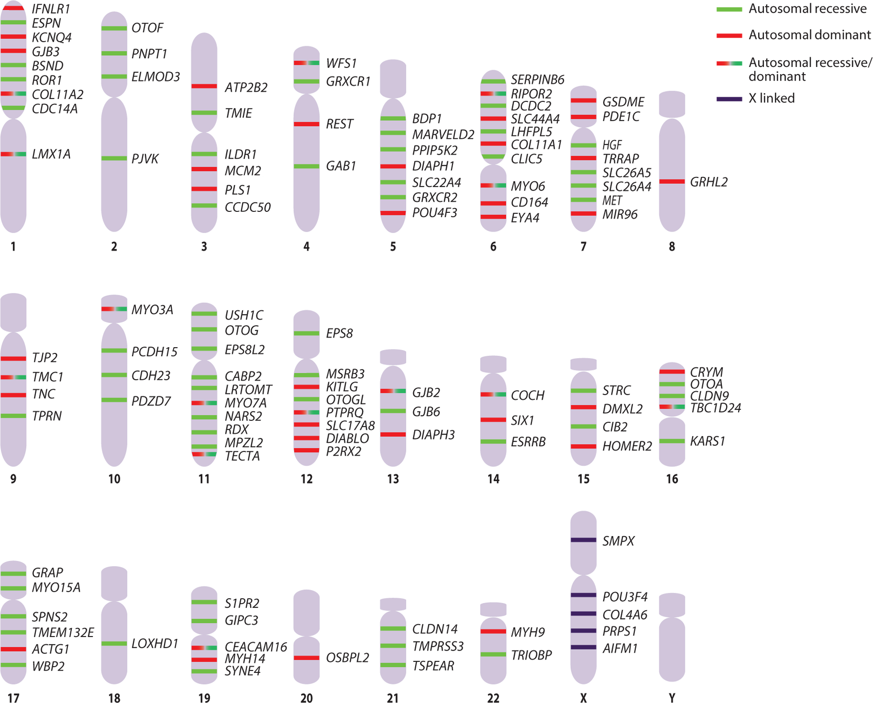 The Genomics of Auditory Function and Disease.