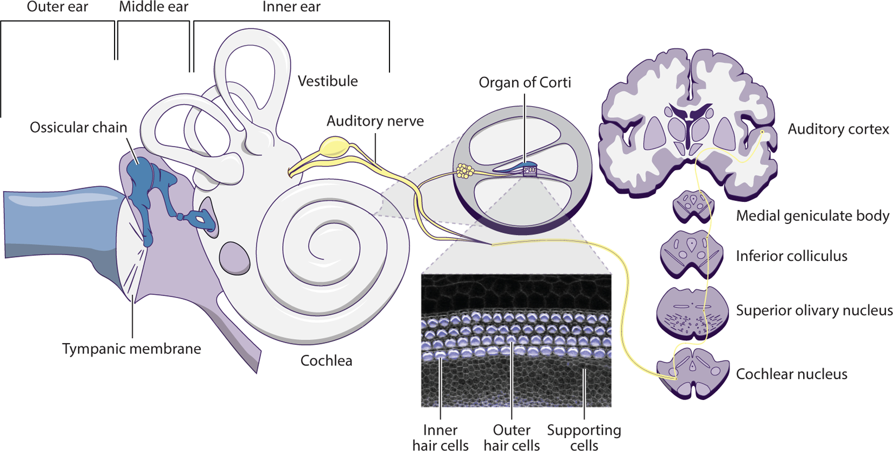 The Genomics of Auditory Function and Disease.