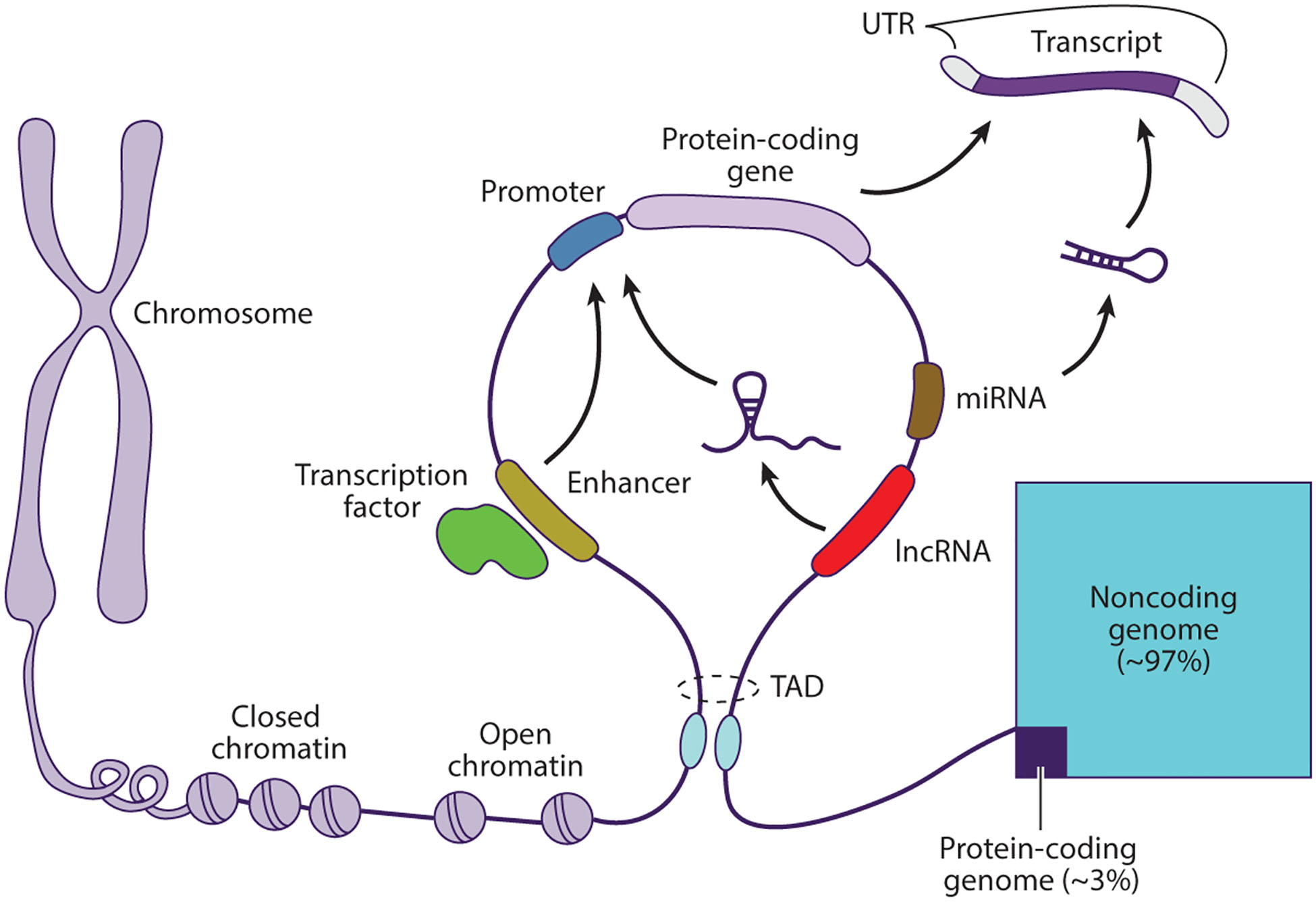 The Genomics of Auditory Function and Disease.