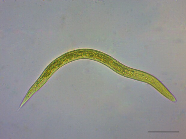 Larvoscopic study on Dictyocaulus sp. in the faeces of beef cattle in northeastern Brazil.