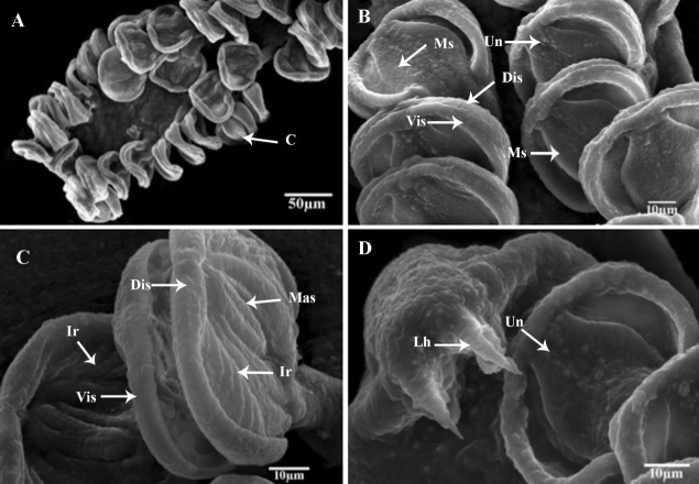 Morphomolecular identification and considerations of the infestation site adaptations of Pricea multae (Thoracocotylidae: Priceinae) from Scomberomorus commerson, off Arabian Gulf, Saudi Arabia.