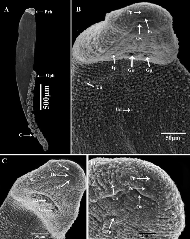 Morphomolecular identification and considerations of the infestation site adaptations of Pricea multae (Thoracocotylidae: Priceinae) from Scomberomorus commerson, off Arabian Gulf, Saudi Arabia.