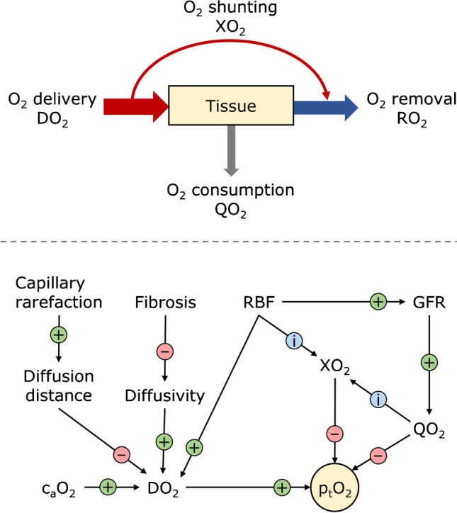 Renal blood flow and oxygenation.