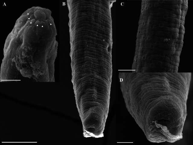 A new species of Huffmanela (Nematoda: Trichosomoididae) parasitizing Colomesus psittacus (Tetraodontiformes) from Marajó Island, Pará State, Brazil.