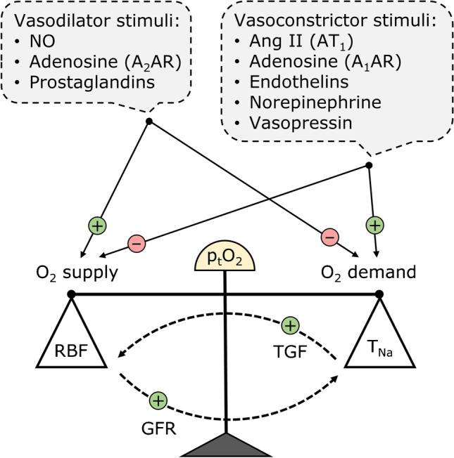 Renal blood flow and oxygenation.