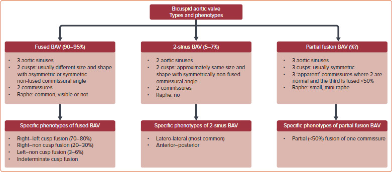 Bicuspid Aortic Stenosis with and without Aortopathy: Considerations for Surgical Aortic Valve Replacement versus Transcatheter Aortic Valve Replacement.