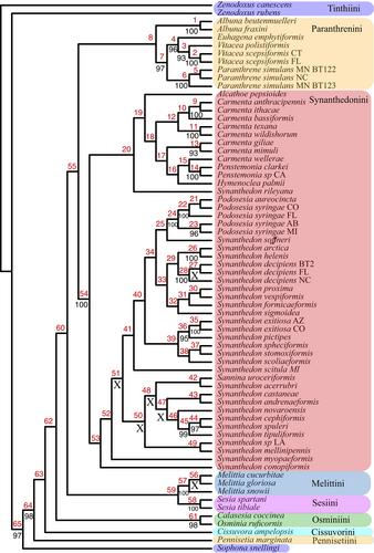 Multi-gene phylogeny of North American clear-winged moths (Lepidoptera: Sesiidae): a foundation for future evolutionary study of a speciose mimicry complex