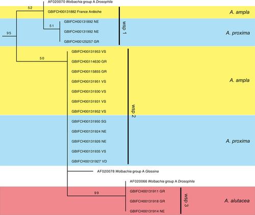 Why are there so many species of mining bees (Hymenoptera, Andrenidae)? The possible roles of phenology and Wolbachia incompatibility in maintaining species boundaries in the Andrena proxima-complex