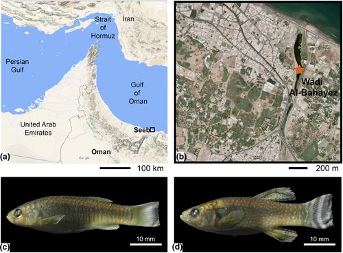 Sex dimorphism and evidence of sexually selected traits: A case study on the killifish Aphaniops stoliczkanus (Day, 1872)