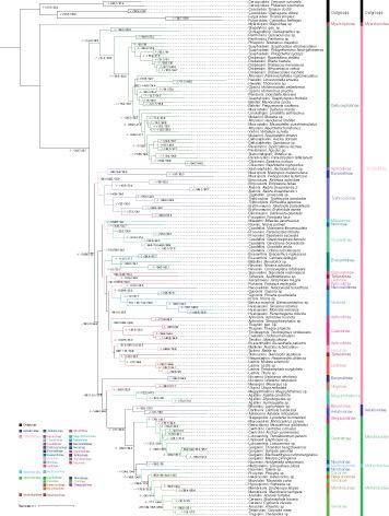 Phylogeny of Membracoidea (Hemiptera: Auchenorrhyncha) based on transcriptome data