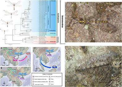 Systematic revision, molecular phylogeny and biogeography of the antlion tribe Acanthoplectrini (Neuroptera: Myrmeleontidae: Dendroleontinae), with emphasis on the Oriental lineage