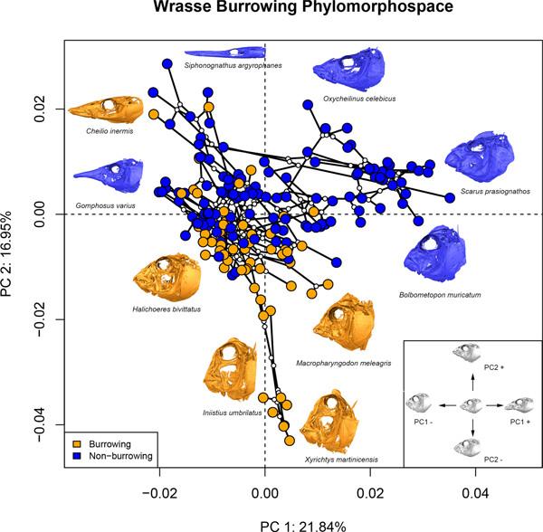 Burrowing constrains patterns of skull shape evolution in wrasses