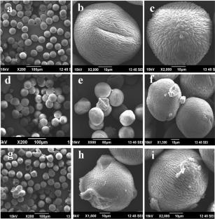 Air pollution effects on Datura innoxia mill. pollen structure, protein and germination