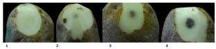 Susceptibility of Potato Cultivars to Blackspot and Shatter Bruise at Three Impact Heights