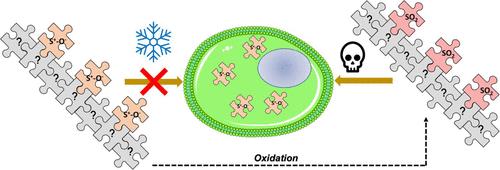 Synthesis of Poly(2-(methylsulfinyl)ethyl methacrylate) via Oxidation of Poly(2-(methylthio)ethyl methacrylate): Evaluation of the Sulfoxide Side Chain on Cryopreservation