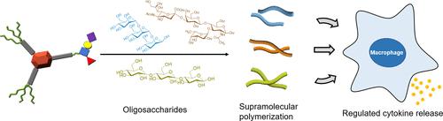 Modular Platform of Carbohydrates-modified Supramolecular Polymers Based on Dendritic Peptide Scaffolds