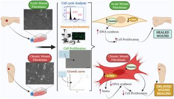 Human primary chronic wound derived fibroblasts demonstrate differential pattern in expression of fibroblast specific markers, cell cycle arrest and reduced proliferation