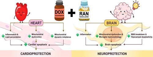 Ranolazine alleviated cardiac/brain dysfunction in doxorubicin-treated rats