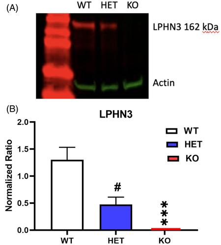 Latrophilin-3 heterozygous versus homozygous mutations in Sprague Dawley rats: Effects on egocentric and allocentric memory and locomotor activity