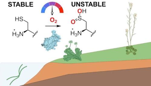 Plant Cysteine Oxidase Oxygen-Sensing Function Is Conserved in Early Land Plants and Algae