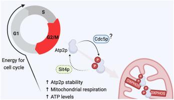 Phosphoregulation of the ATP synthase beta subunit stimulates mitochondrial activity for G2/M progression