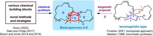 Madangamine alkaloids: Madness and tranquility