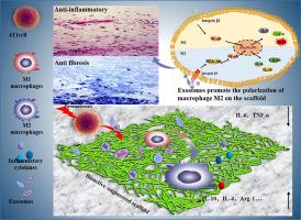 Bioactive engineered scaffolds based on PCL-PEG-PCL and tumor cell-derived exosomes to minimize the foreign body reaction