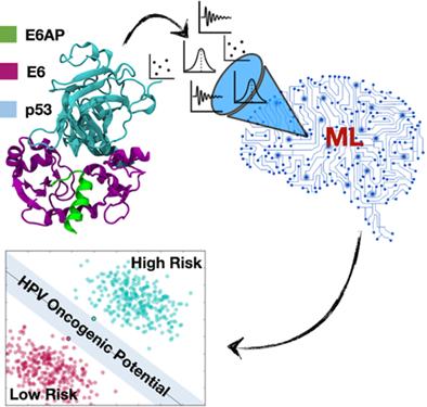 Association strength of E6 to E6AP/p53 complex correlates with HPV-mediated oncogenesis risk