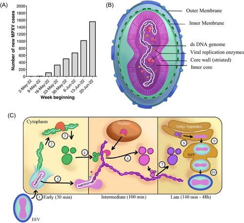 Phylogenomic characterization of the 2022 outbreak of monkeypox virus—The importance of sustained genetic surveillance