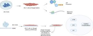 Transcriptomic Profiling of JEG-3 cells using human leiomyoma derived matrix